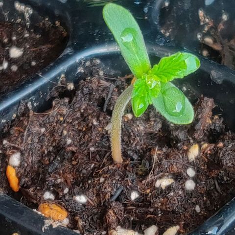 Blueberry Automatic (Done) growlog timeline photo
