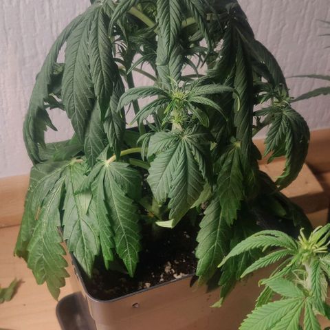 Blue Dream Matic (Done) growlog photo: 4 Tage nicht gegossen