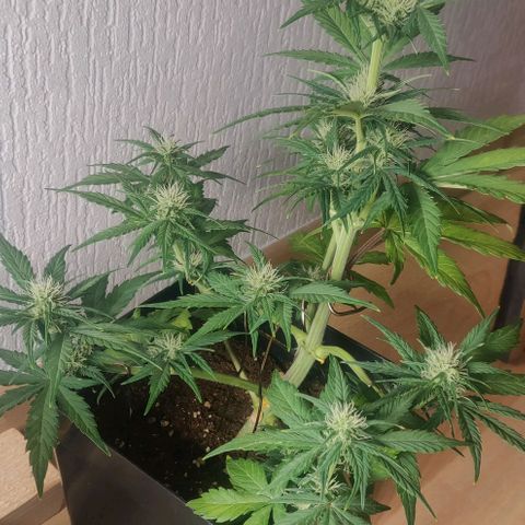 Dark Devil Auto (Done) growlog timeline photo
