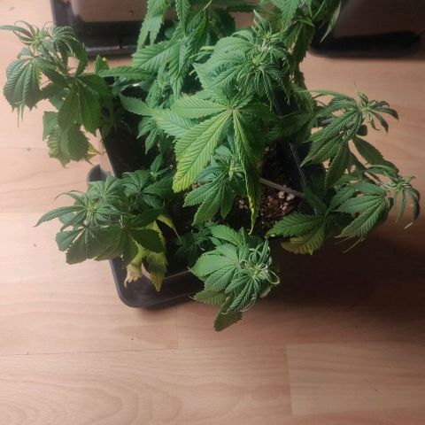 Amnesia Haze (Done) growlog photo: 4 Tage nicht gegossen