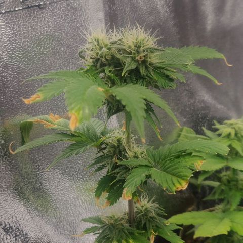 Pink Rozay Automatic (Done) growlog timeline photo