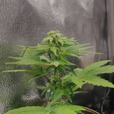 Green-O-Matic (Done) growlog timeline photo