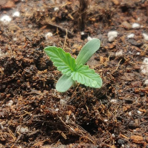 Blueberry Automatic (Done) growlog timeline photo