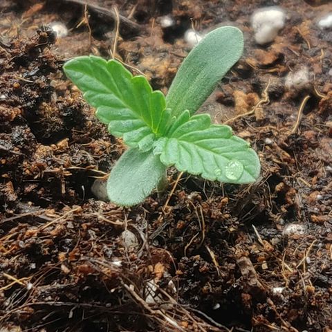 Blueberry Automatic (Done) growlog timeline photo