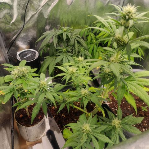 Dark Devil Auto (Done) growlog photo: Ca. 3-4 Stunden nach erstmaligen Bewässerung ( mit Dünung).