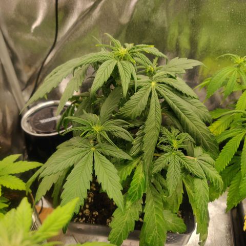 Blue Dream Matic (Done) growlog photo: Nach _, tägiger Wasserung Deutlich besser!