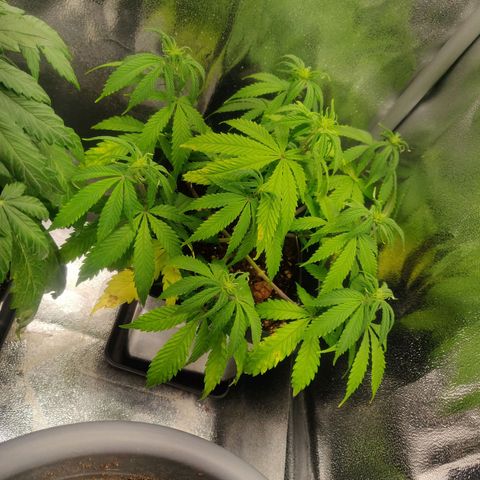 Amnesia Haze (Done) growlog photo: Geht deutlich besser nach 4 tage Wasser, also max  2-3 tage wasser!