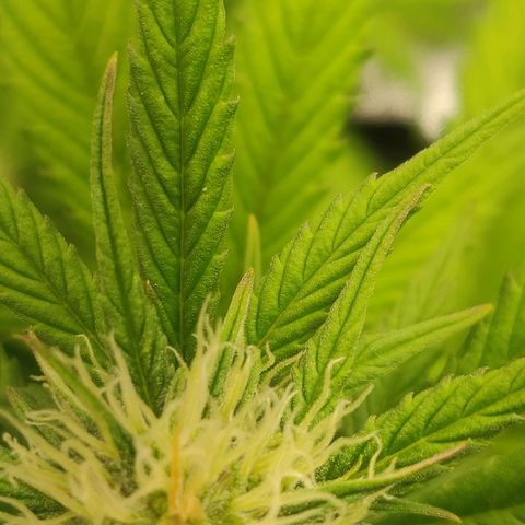 Dark Devil Auto (Done) growlog photo: Erste Anzeichen der lila Färbung!