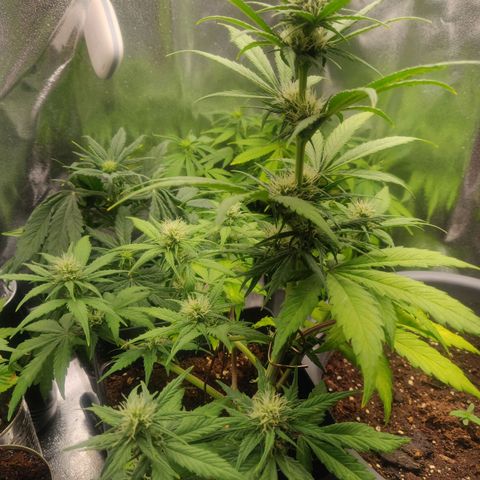 Dark Devil Auto (Done) growlog timeline photo