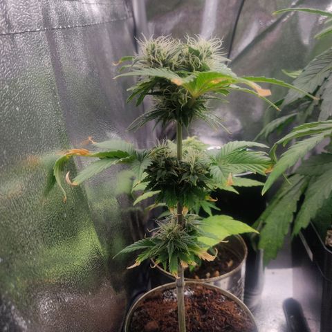 Pink Rozay Automatic (Done) growlog timeline photo
