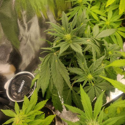 Blue Dream Matic (Done) growlog timeline photo