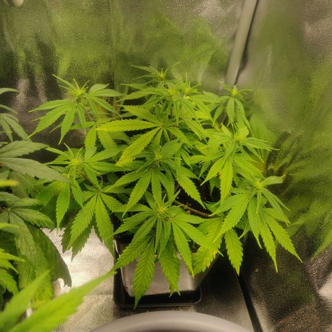 Amnesia Haze (Done) growlog timeline photo
