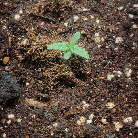 Blueberry Automatic (Done) growlog timeline photo