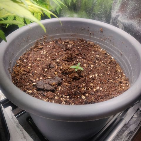 Blueberry Automatic (Done) growlog timeline photo
