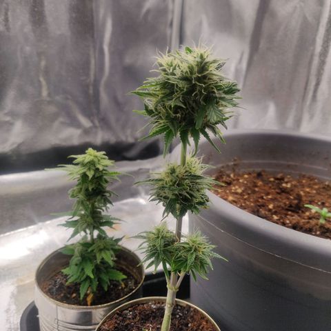 Dark Devil Auto (Done) growlog timeline photo