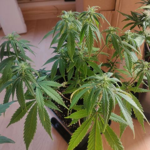 Dark Devil Auto (Done) growlog timeline photo