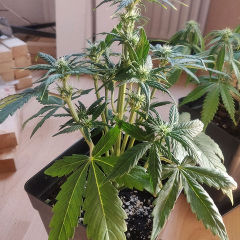 Dark Devil Auto (Done) growlog timeline photo