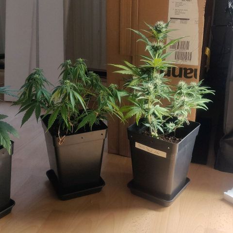 Dark Devil Auto (Done) growlog timeline photo