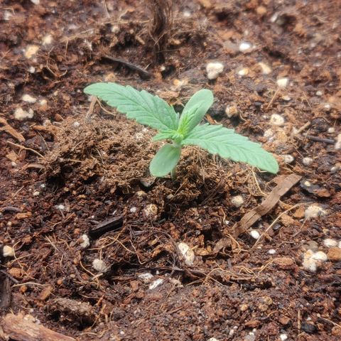 Dark Devil Auto (Done) growlog timeline photo