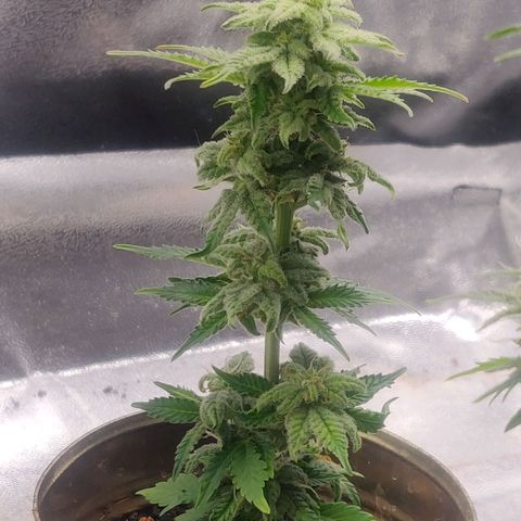 Dark Devil Auto (Done) growlog timeline photo