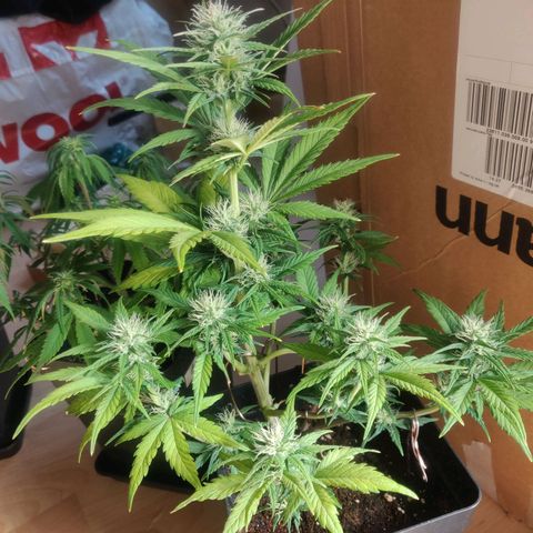 Dark Devil Auto (Done) growlog timeline photo