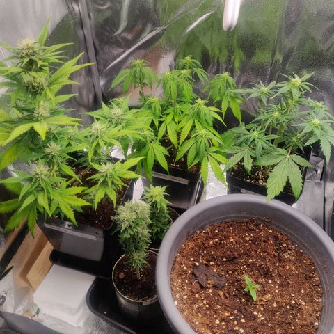 Dark Devil Auto (Done) growlog timeline photo