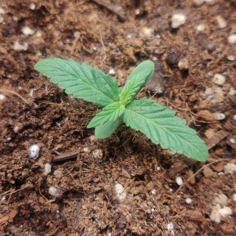 Blueberry Automatic (Done) growlog timeline photo