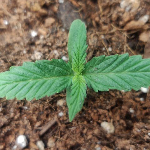 Blueberry Automatic (Done) growlog timeline photo