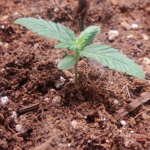Blueberry Automatic (Done) growlog timeline photo