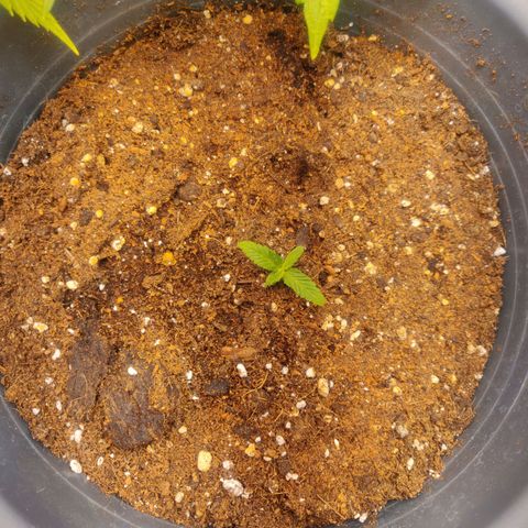 Blueberry Automatic (Done) growlog timeline photo