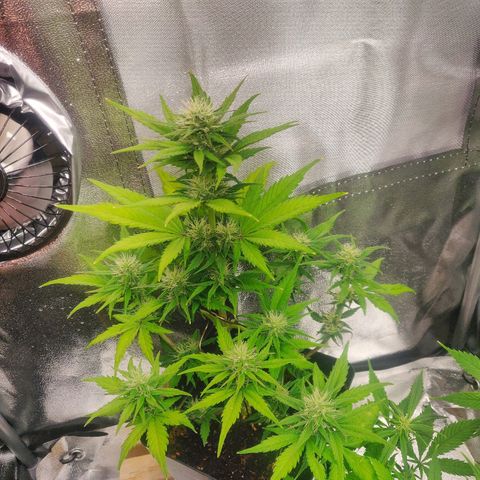 Dark Devil Auto (Done) growlog timeline photo