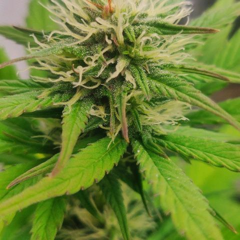 Dark Devil Auto (Done) growlog timeline photo
