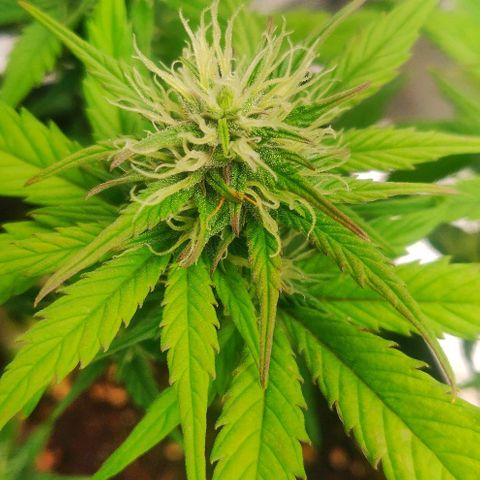 Dark Devil Auto (Done) growlog timeline photo