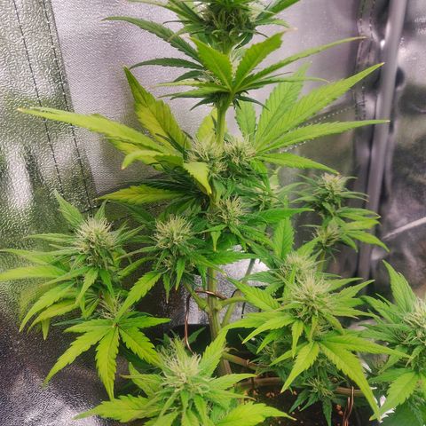 Dark Devil Auto (Done) growlog timeline photo