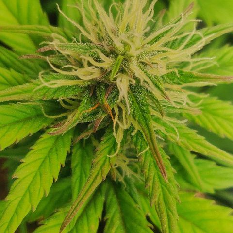 Dark Devil Auto (Done) growlog timeline photo