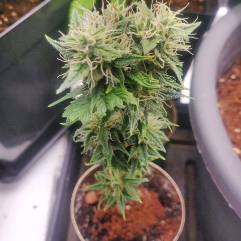 Pink Rozay Automatic (Done) growlog timeline photo