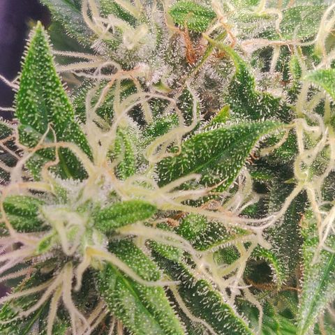 Pink Rozay Automatic (Done) growlog timeline photo