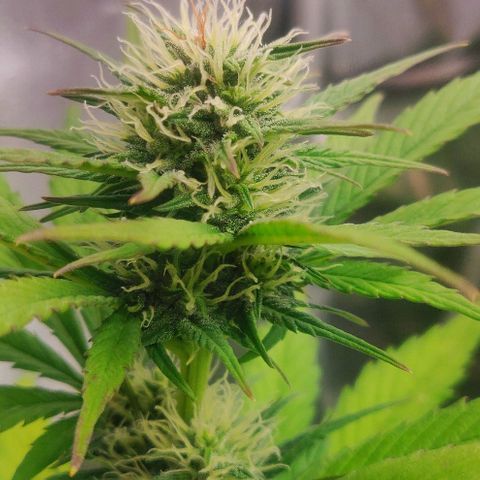 Dark Devil Auto (Done) growlog timeline photo