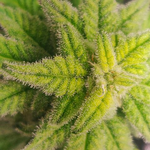 Green-O-Matic (Done) growlog timeline photo