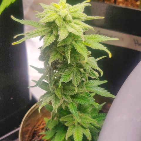 Green-O-Matic (Done) growlog timeline photo