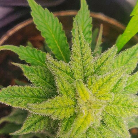 Green-O-Matic (Done) growlog timeline photo