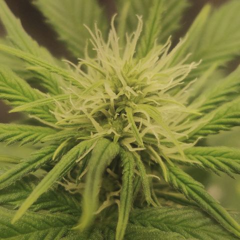 Blue Dream Matic (Done) growlog timeline photo