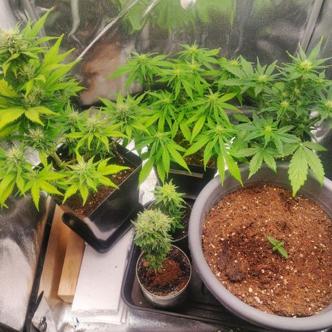 Dark Devil Auto (Done) growlog timeline photo