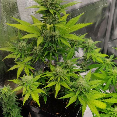 Dark Devil Auto (Done) growlog timeline photo