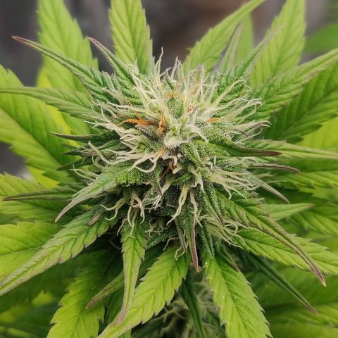 Dark Devil Auto (Done) growlog timeline photo