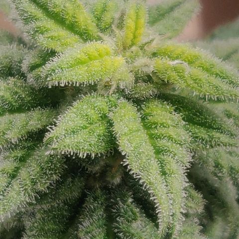 Green-O-Matic (Done) growlog timeline photo