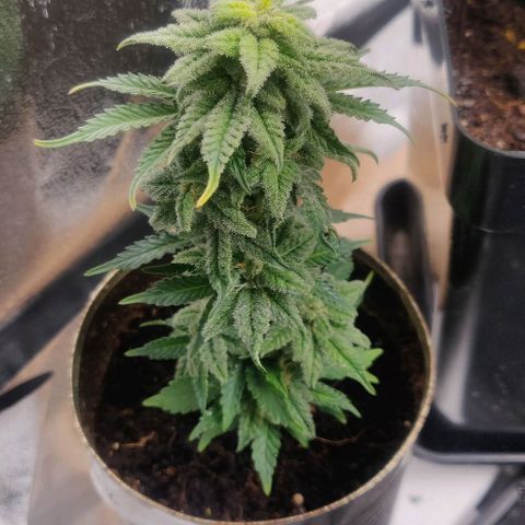 Green-O-Matic (Done) growlog timeline photo