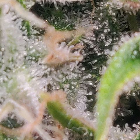 Pink Rozay Automatic (Done) growlog timeline photo