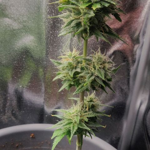 Pink Rozay Automatic (Done) growlog timeline photo