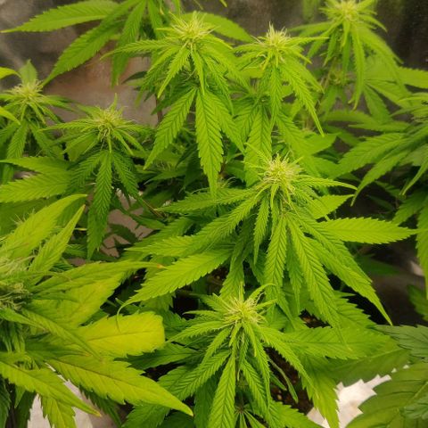 Amnesia Haze (Done) growlog timeline photo